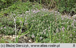 Thymus pulegioides (macierzanka zwyczajna)