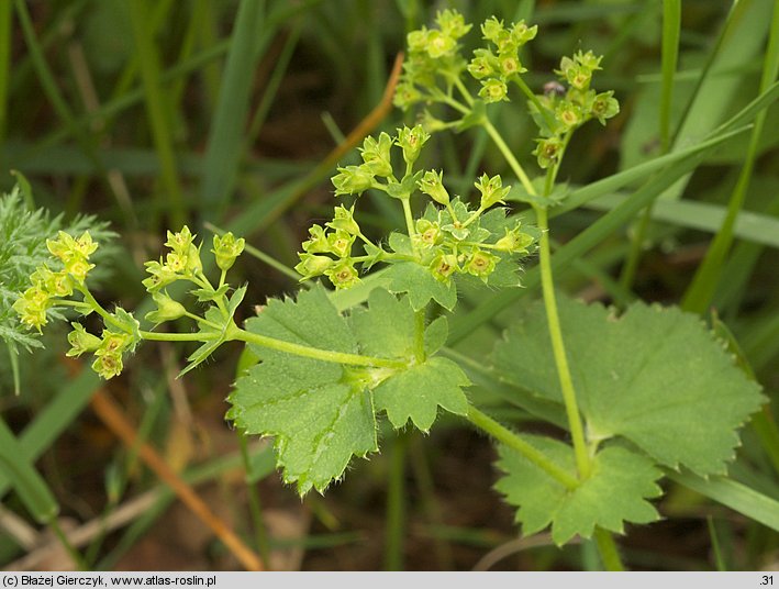 Alchemilla crinita (przywrotnik płytkoklapowy)