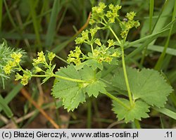 Alchemilla crinita (przywrotnik płytkoklapowy)