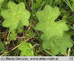 Alchemilla crinita (przywrotnik płytkoklapowy)