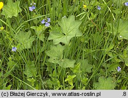 Alchemilla crinita (przywrotnik płytkoklapowy)