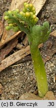 Botrychium matricariifolium (podejźrzon marunowy)