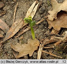 Botrychium matricariifolium (podejźrzon marunowy)