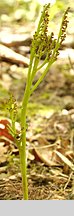 Botrychium matricariifolium (podejźrzon marunowy)