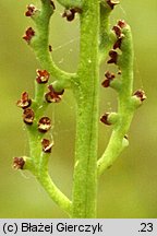 Botrychium matricariifolium (podejźrzon marunowy)