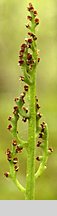 Botrychium matricariifolium (podejźrzon marunowy)