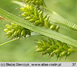 Carex pallescens (turzyca blada)