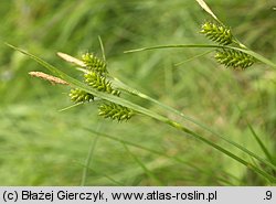 Carex pallescens (turzyca blada)