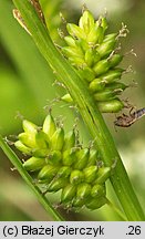 Carex pallescens (turzyca blada)