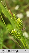 Carex pallescens (turzyca blada)