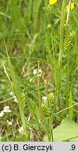 Carex pallescens (turzyca blada)