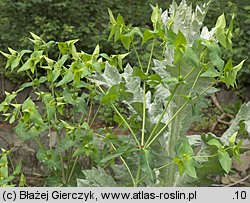 Euphorbia lathyris (wilczomlecz groszkowy)