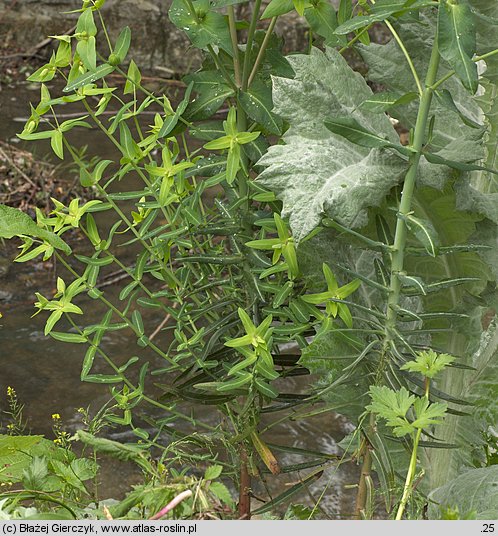 Euphorbia lathyris (wilczomlecz groszkowy)