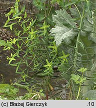 Euphorbia lathyris (wilczomlecz groszkowy)