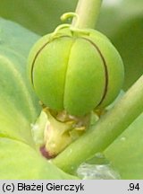 Euphorbia lathyris (wilczomlecz groszkowy)