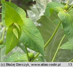 Euphorbia lathyris (wilczomlecz groszkowy)