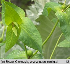 Euphorbia lathyris (wilczomlecz groszkowy)