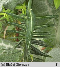 Euphorbia lathyris (wilczomlecz groszkowy)