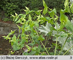 Euphorbia lathyris (wilczomlecz groszkowy)