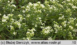 Galium saxatile (przytulia hercyńska)