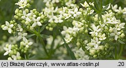 Galium saxatile (przytulia hercyńska)