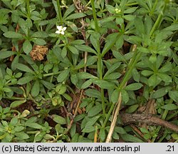 Galium saxatile (przytulia hercyńska)