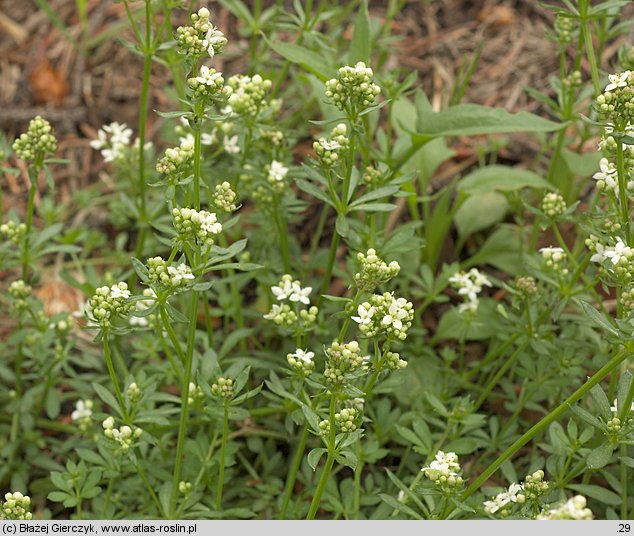 Galium saxatile (przytulia hercyńska)