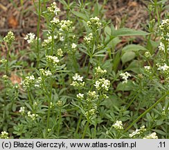 Galium saxatile (przytulia hercyńska)