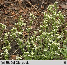 Galium saxatile (przytulia hercyńska)