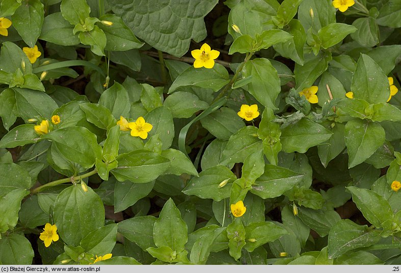 Lysimachia nemorum (tojeść gajowa)