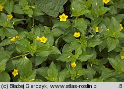 Lysimachia nemorum (tojeść gajowa)