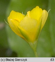 Lysimachia nemorum (tojeść gajowa)