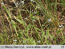 Myosotis arvensis (niezapominajka polna)