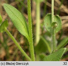 Myosotis arvensis (niezapominajka polna)