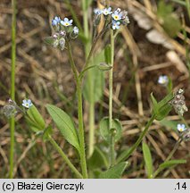 Myosotis arvensis (niezapominajka polna)