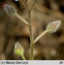 Myosotis arvensis (niezapominajka polna)