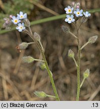 Myosotis arvensis (niezapominajka polna)