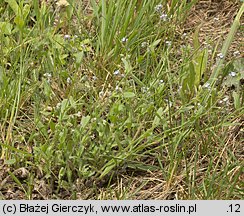 Myosotis arvensis (niezapominajka polna)