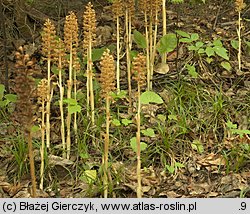 Neottia nidus-avis (gnieźnik leśny)