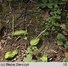 Ophioglossum vulgatum (nasięźrzał pospolity)