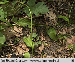 Ophioglossum vulgatum (nasięźrzał pospolity)