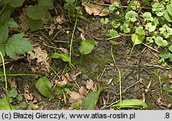 Ophioglossum vulgatum (nasięźrzał pospolity)