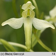 Platanthera bifolia (podkolan biały)