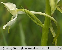 Platanthera bifolia (podkolan biały)