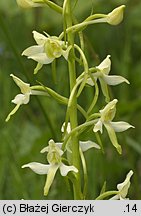 Platanthera bifolia (podkolan biały)