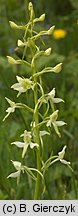 Platanthera bifolia (podkolan biały)