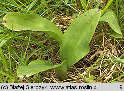 Platanthera bifolia (podkolan biały)