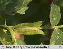 Rosa dumalis (róża sina)