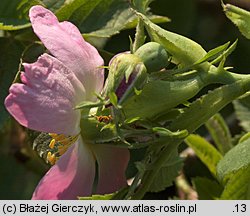 Rosa dumalis (róża sina)