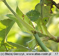 Rosa dumalis (róża sina)